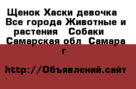 Щенок Хаски девочка - Все города Животные и растения » Собаки   . Самарская обл.,Самара г.